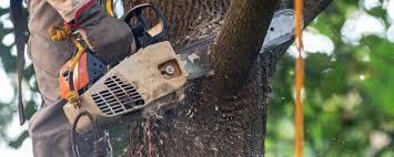 Best Hazardous Tree Removal  in Southwest Ranches, FL